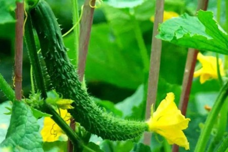 黃瓜開(kāi)花期用什么肥料好？